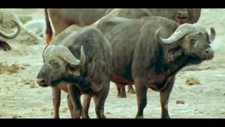 lions vs Buffalo | Intimate Enemies