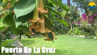 Cafe Orquidea - Orchid Gardens - Sitio Litre - Puerto de la Cruz