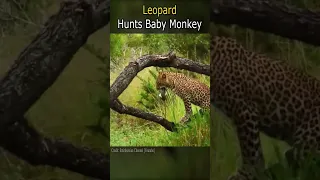 Leopard Hunts Baby Monkey