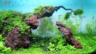 Monte Carlo Aquarium Plant - Planted Aquarium Setup