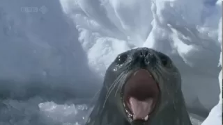 Seal Yells and Sighs Like Man