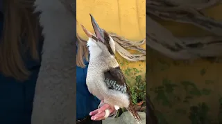Blue Winged Kookaburra Laughing