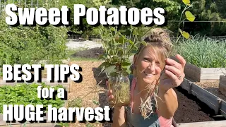 Planting Sweet Potatoes - This one MISTAKE will destroy your harvest // BEST TIPS // SURVIVAL CROP