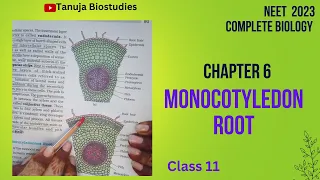 Ch-6 | Monocotyledon Root | Dicot Vs Monocot Root | Class 11 Biology | NEET 2023 | #shorts