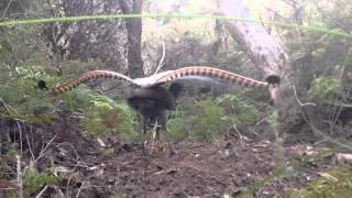 Rare Lyrebird sighting NSW Blue Mountains Katoomba Australia