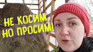 СЕНО ПОЧТИ ЗАКОНЧИЛОСЬ, Я НЕ ЗНАЮ, КАК БЫТЬ..........