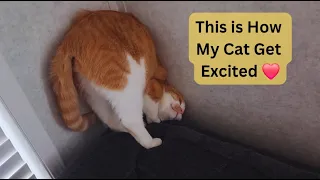 No matter how tired you may be, your pet waited all day to see you😇Funny Cat Videos🤣Must Watch Full😂