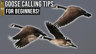 BEST Goose Calling Tips For BEGINNERS! | Short Reed Goose Calls