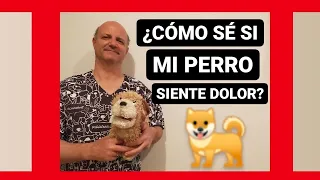 ¿Cómo sé si mi perro siente dolor?