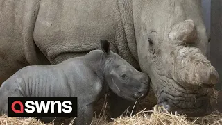 Adorable week-old baby rhino charging around after her sudden arrival stunned zoo keepers | SWNS