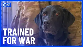 Australian Army Training Dogs On Death Row As Explosive Detection Animals | 10 News First