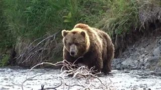 Огромный медведище!