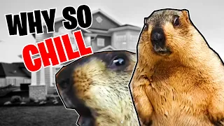 Are Marmot Bath Videos Going Too Far?! | Cooler Than Capybara?