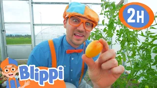 Learn Colors at the Farm | Blippi's Colorful Fun! | Blippi Adventures