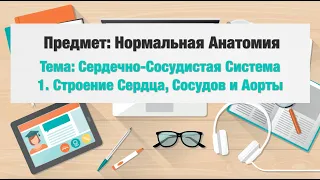 Сердечно-Сосудистая Система: строение Сердца, Аорты и Сосудов