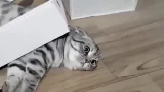 кот застрял в коробке (Cat stuck in a box)