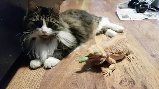 The dragon storms the cat. A bearded dragon chases caterpillars through a striped obstacle.