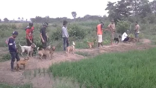 porbi marenten palembang|berburu babi|охотиться на свиней из погони за звездой, чтобы завершить