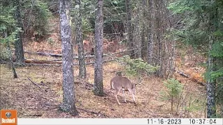 Trail Camera Video April 14, 2024