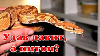 Королевский питон. Было и стало. Python regius.