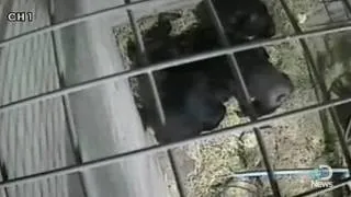 Chimps Face Death Like Humans Do