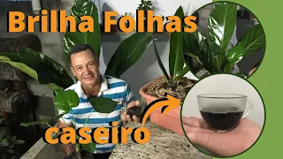 Plantas com Folhas Brilhantes Sem Gastar Nada - Como Deixar as Plantas com folhas limpas - Brilho.