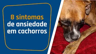 8 sintomas de ANSIEDADE em cães | Entenda se o seu cachorro tem ou não tem ansiedade.