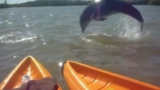 Dolphin Jumping Out of Water in Front of Kayak!