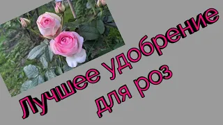 Лучшее удобрение для роз.