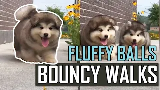 Fluffy Alaskan Malamute Puppies Bounce Your Stress Away I