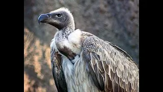 Vulture awareness special: What is the status of Indian vultures?