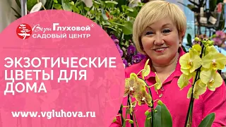 Комнатные экзотические цветы