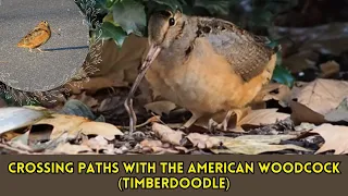 Close Encounters with the American Woodcock (Timberdoodle): Did This Sandpiper Lose Its Way?