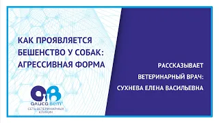 Как проявляется бешенство у собак. Агрессивная форма.