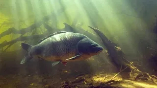 подводная охота, сазан10кг маныч, веселовское водохранилище, трофейный сазан. рыбалка на маныче 2021