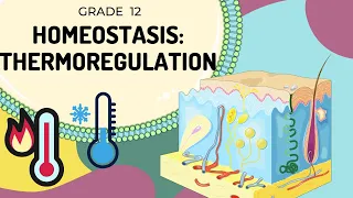 HOMEOSTASIS | Thermoregulation | Easy to Understand