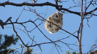 新芽をモグモグ　エゾモモンガ　かわいい　 北海道　fling squirrel