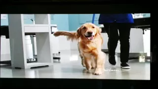 Petsmart commercial