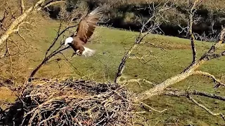 Slomo Decorah North Eagles