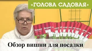 Голова садовая - Обзор вишни для посадки