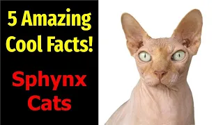5 Fascinating Facts About Sphynx Cats