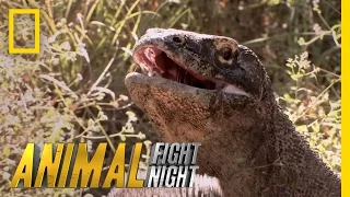 Komodo Knockout | Animal Fight Night