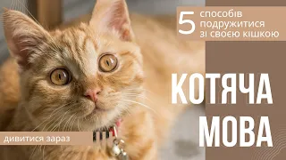 Як краще зрозуміти свого кота. 5 способів подружитися зі своєю кішкою!