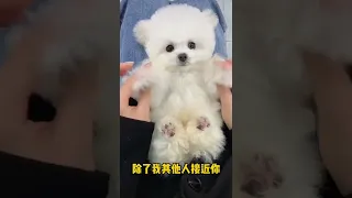 Mini Pomeranian Dog - Funny And Cute  Pomeranian Videos | Funny Puppy Videos #18