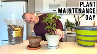 My Typical Houseplant Maintenance Day