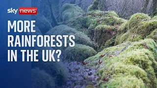 More rainforests to be re-introduced in the UK thanks to £38 million fund