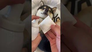 Dog cleaning time,dog spa asmr (with headphones)