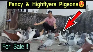 High Flyer Pigeons For Sale 😍 In Cheapest Price 😱 200rs/-