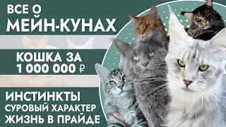 Все о мейн-кунах / Кошка за 1 000 000 / Сколько стоят котята / Грозный взгляд – добрый характер