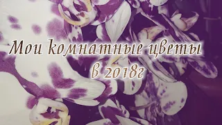 Мои комнатные цветы.Спатифиллум,замиокулькас,декабрист и т.д